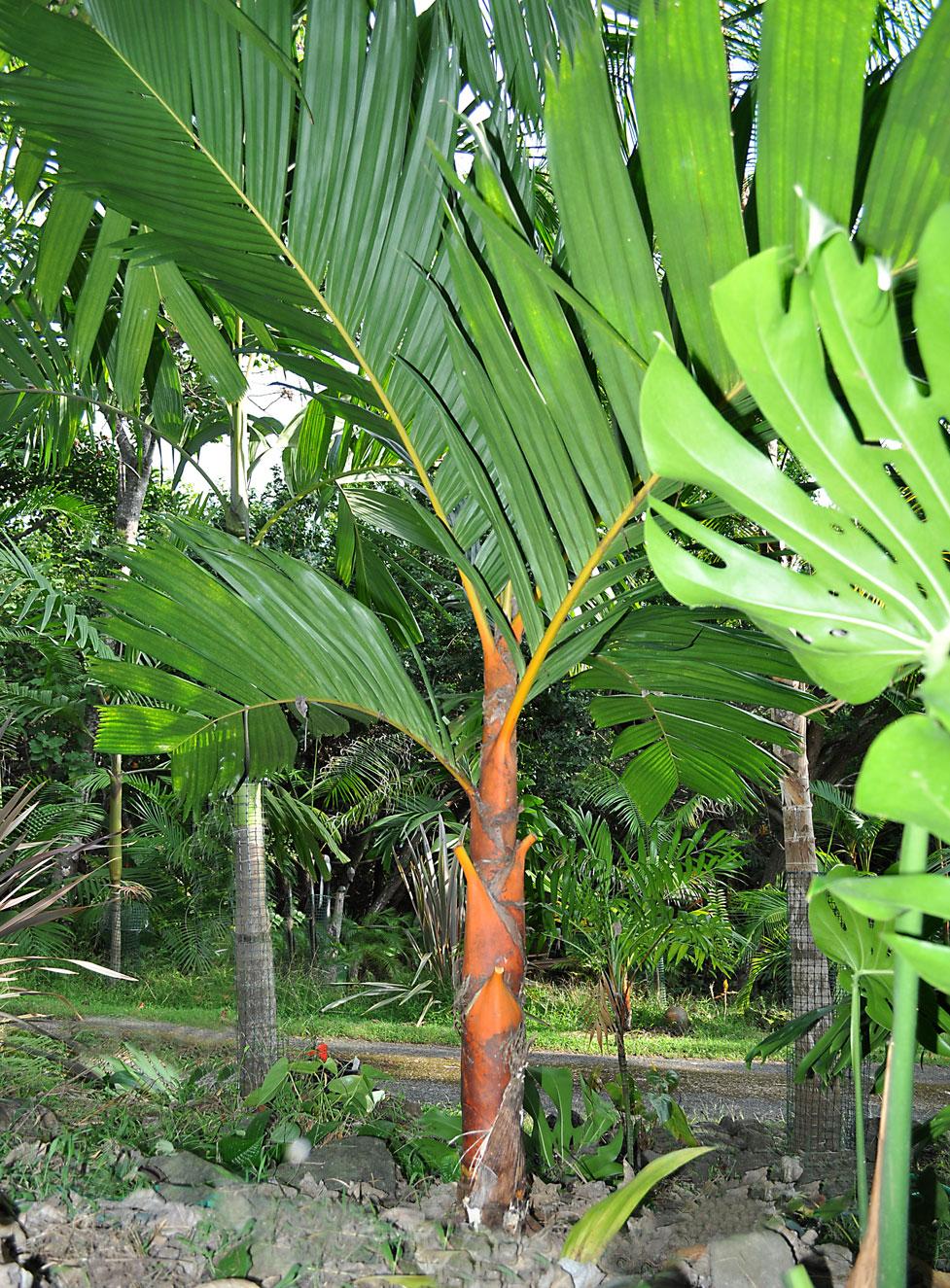 Vestiaria - Red, Orange and Yellow - DISCUSSING PALM TREES WORLDWIDE ...