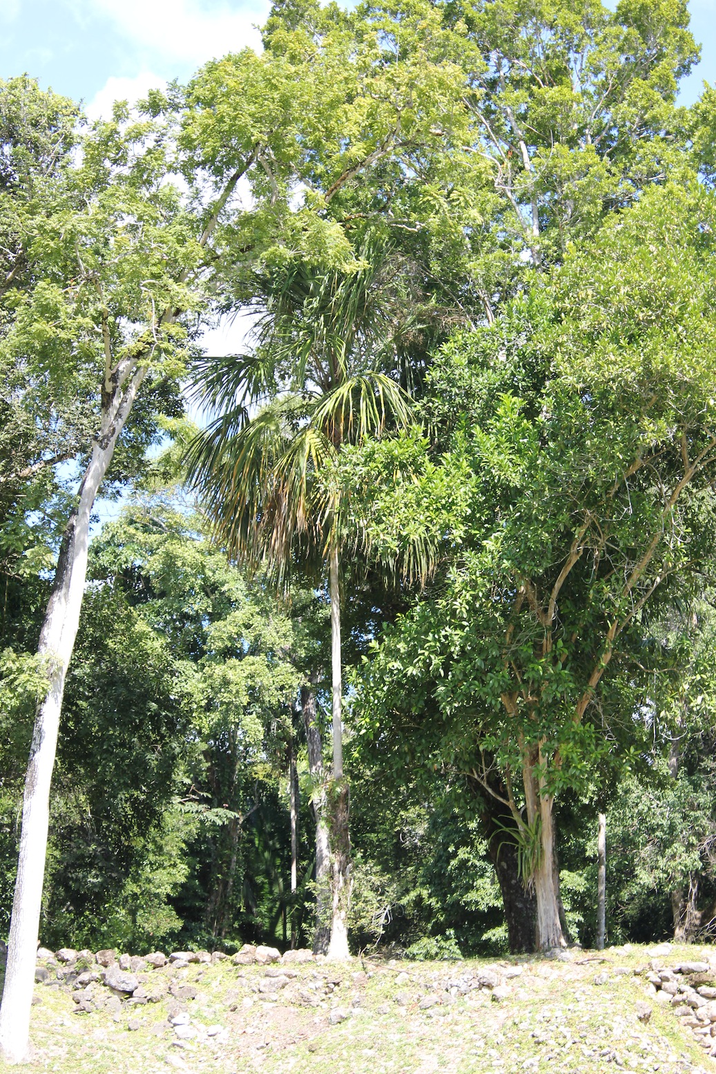 Sabal Mauritiiformis And Sabal Yapa In Habitat With Ancient Mayan