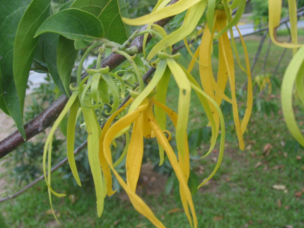 Cananga odorata - TROPICAL LOOKING PLANTS - Other Than Palms - PalmTalk