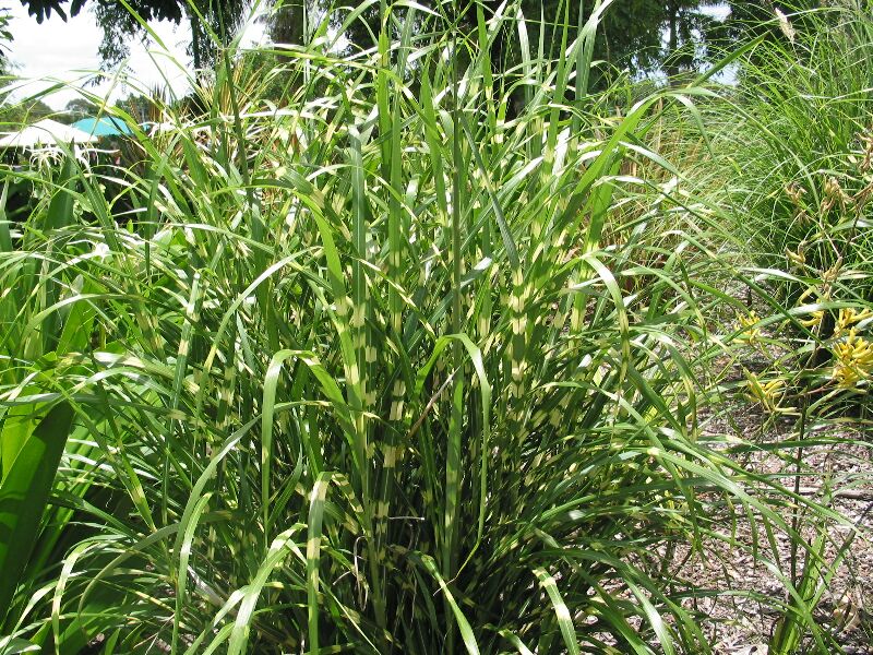 who-s-growing-thysanolaena-maxima-tiger-grass-tropical-looking