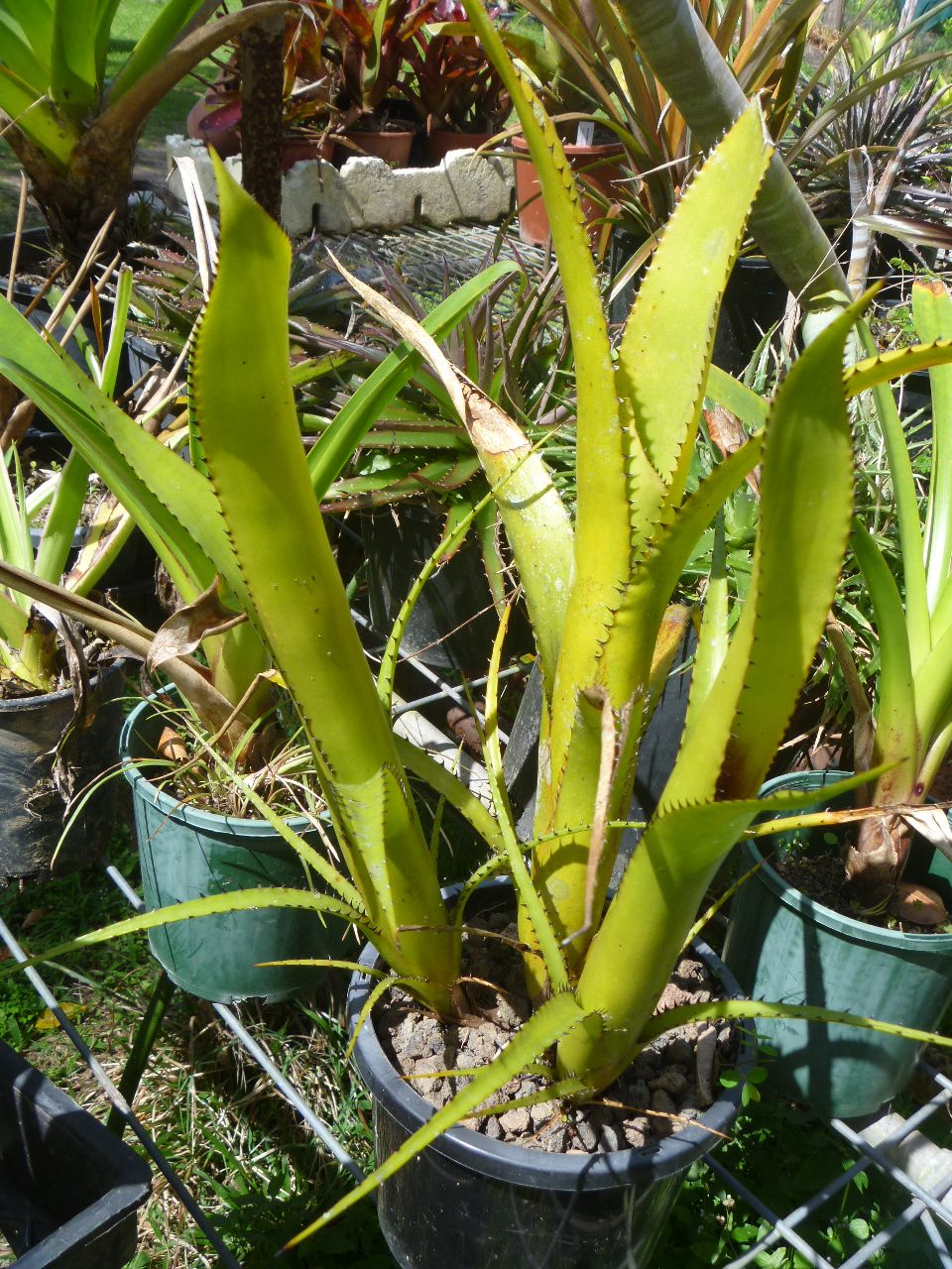 Unusual Bromeliads . - TROPICAL LOOKING PLANTS - Other Than Palms ...