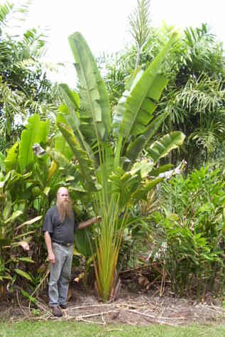 Phenakospermum guyannense - TROPICAL LOOKING PLANTS - Other Than Palms ...