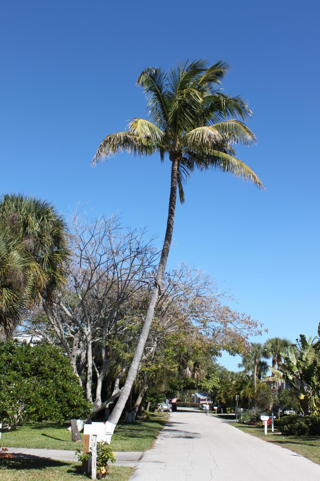 Newport Coconut Is Dying Discussing Palm Trees Worldwide Palmtalk