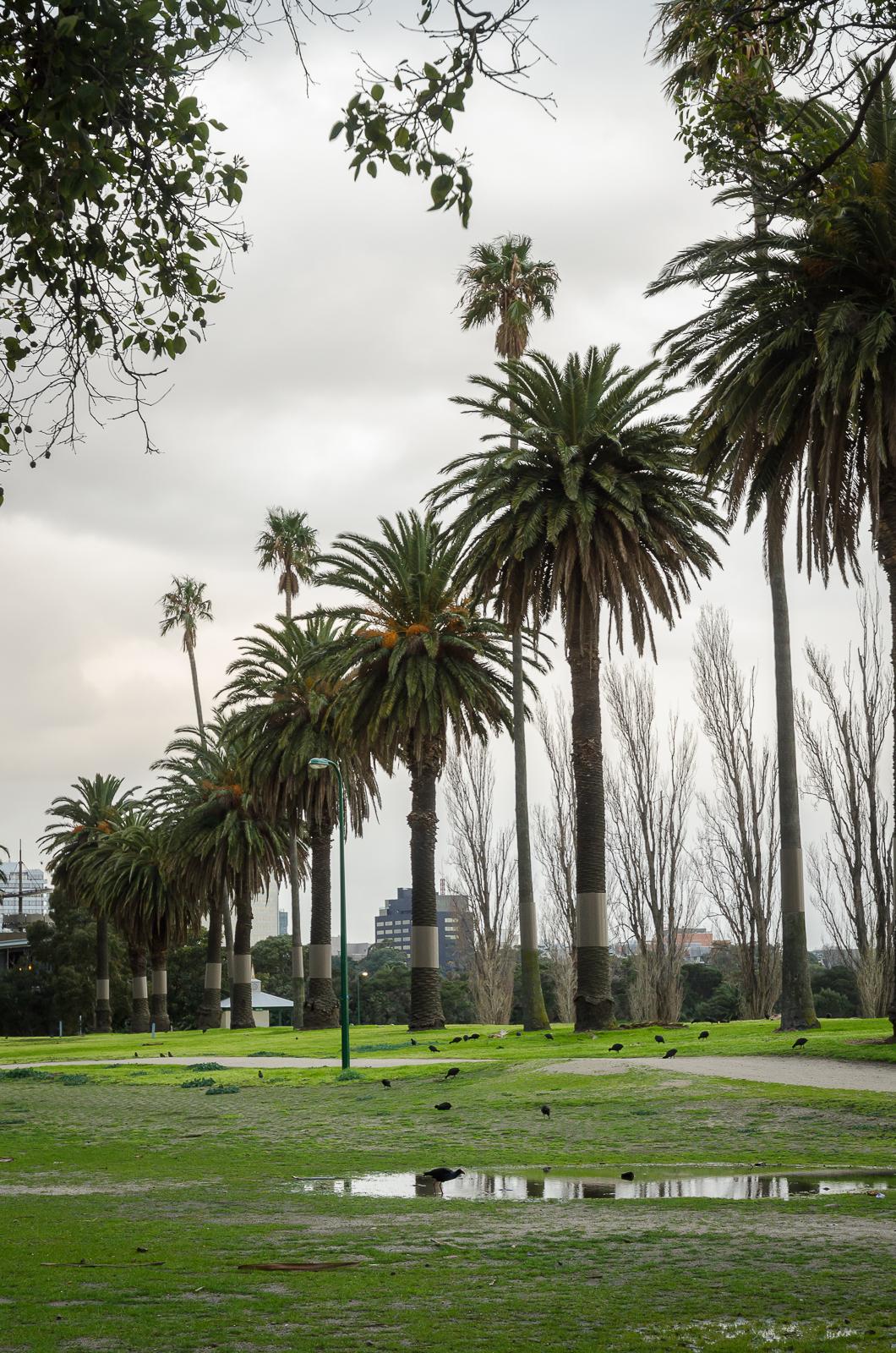 Palms In Melbourne, Victoria - DISCUSSING PALM TREES WORLDWIDE - PalmTalk