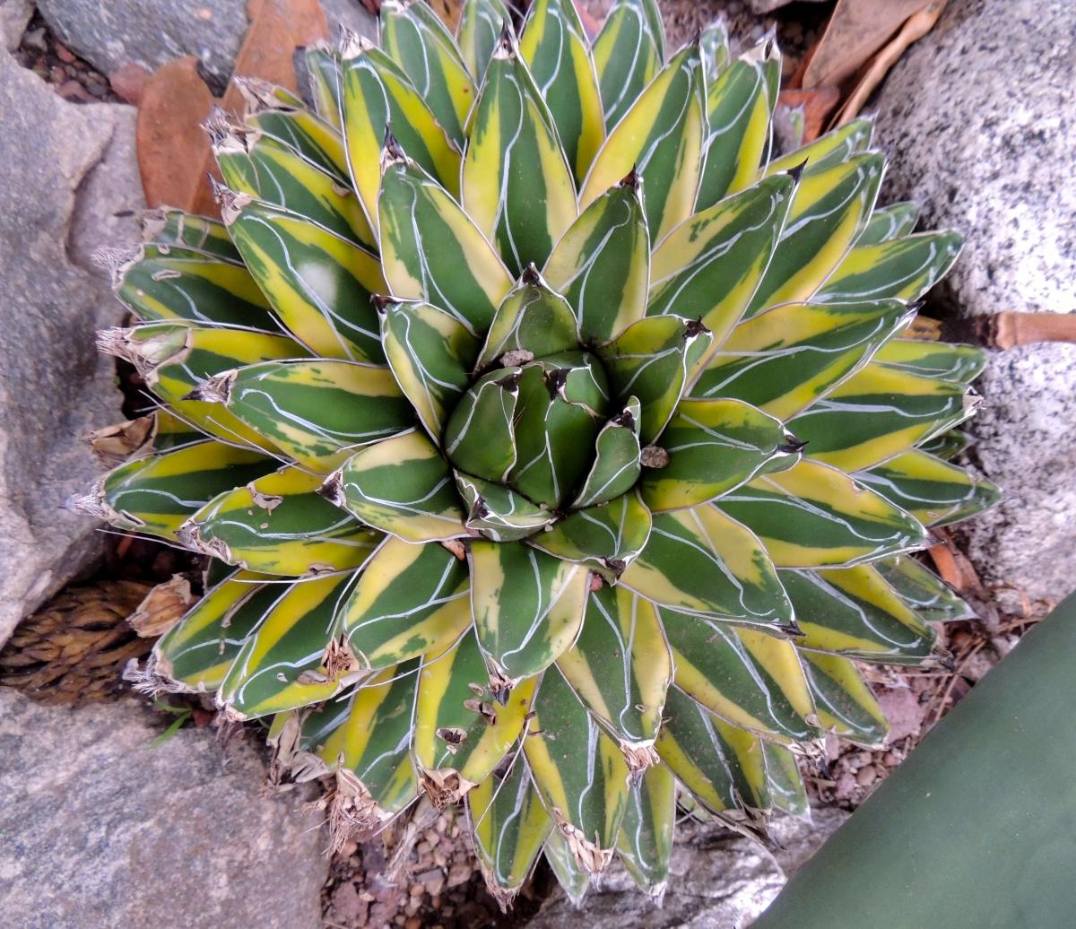 Just love this variegated Agave -- show us yours - TROPICAL LOOKING ...