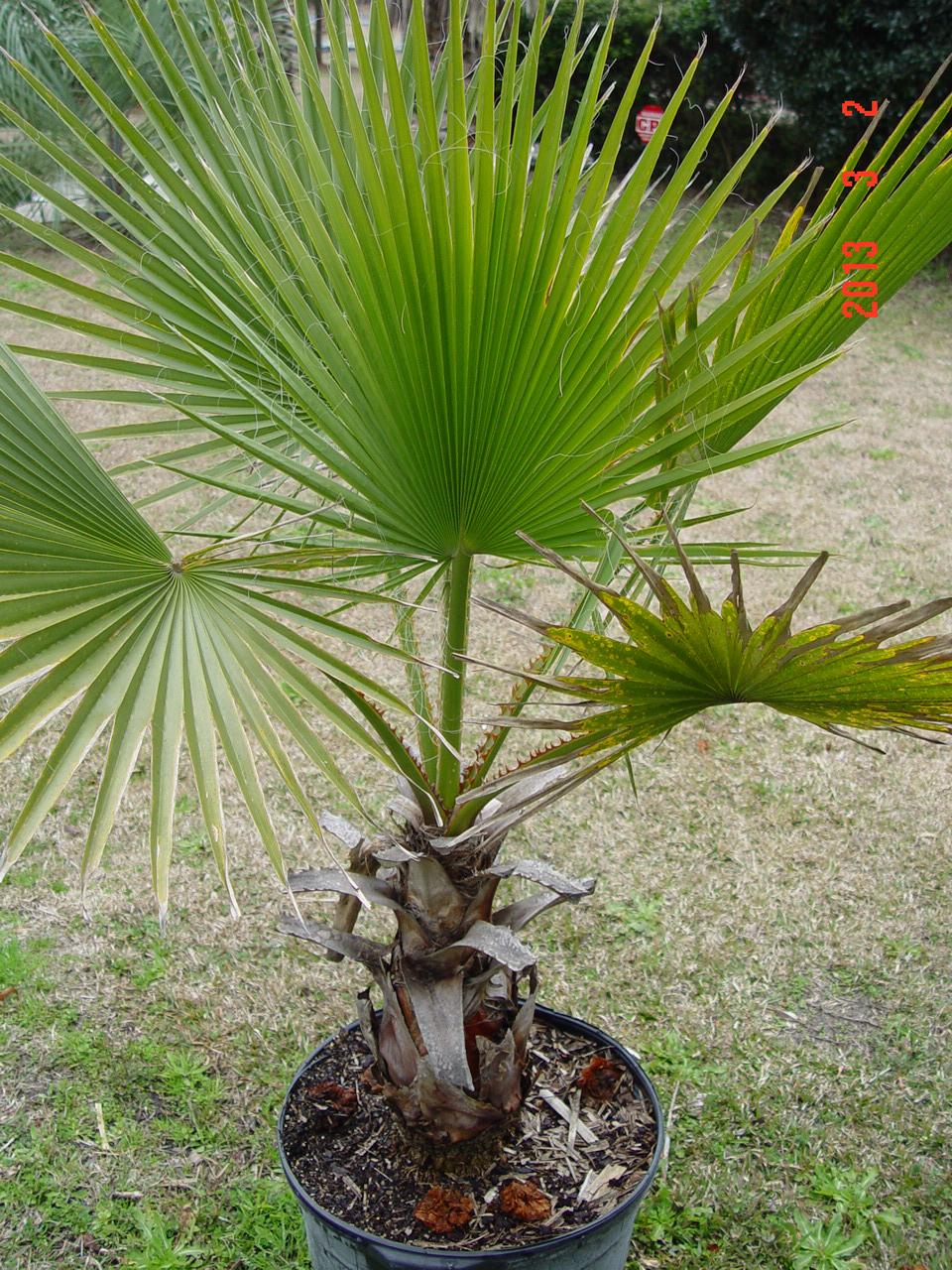 Washingtonia hybrid growth - DISCUSSING PALM TREES WORLDWIDE - PalmTalk