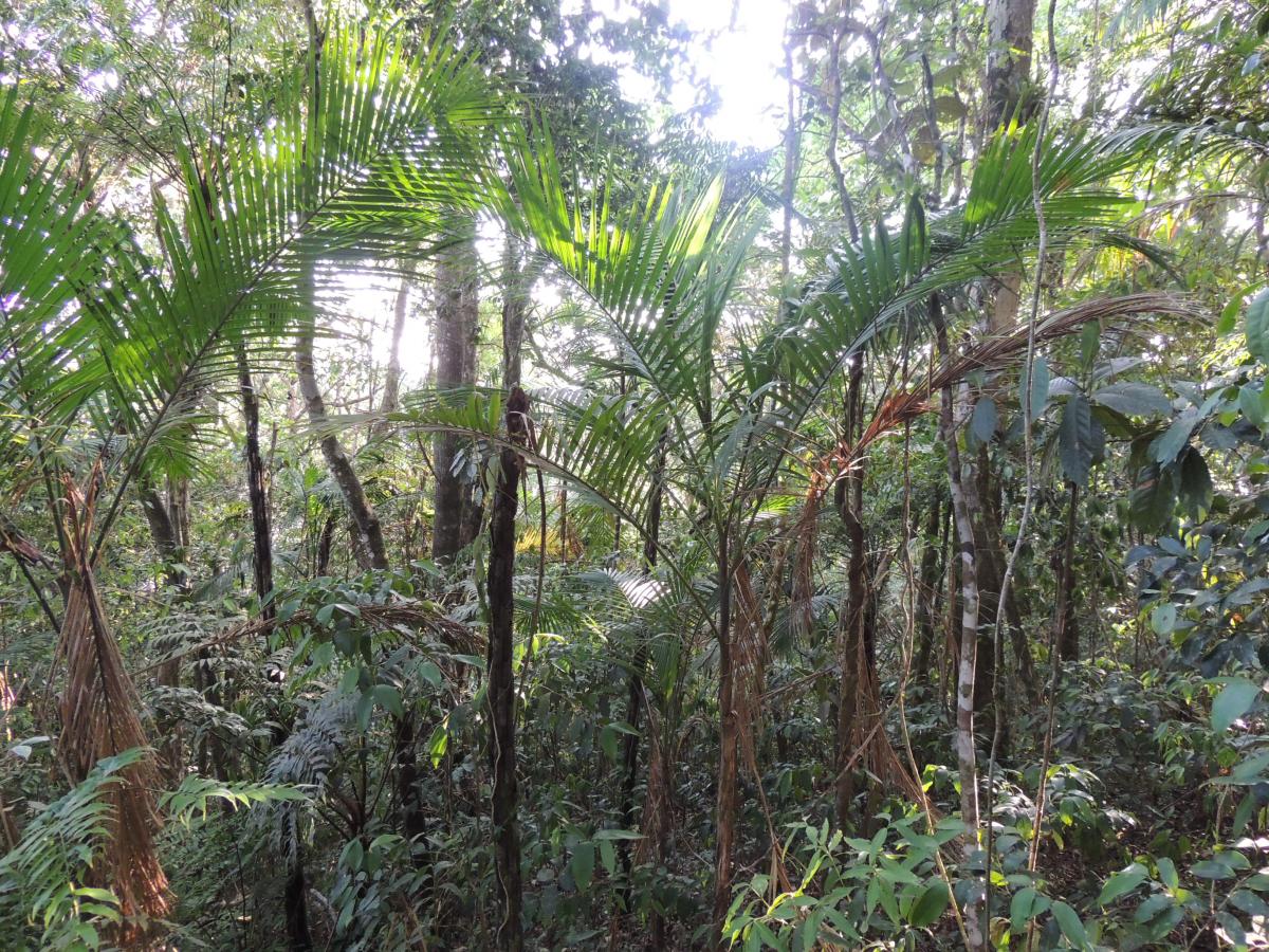 Some palms from the coastal plane of Paraná - South Brazil - DISCUSSING ...