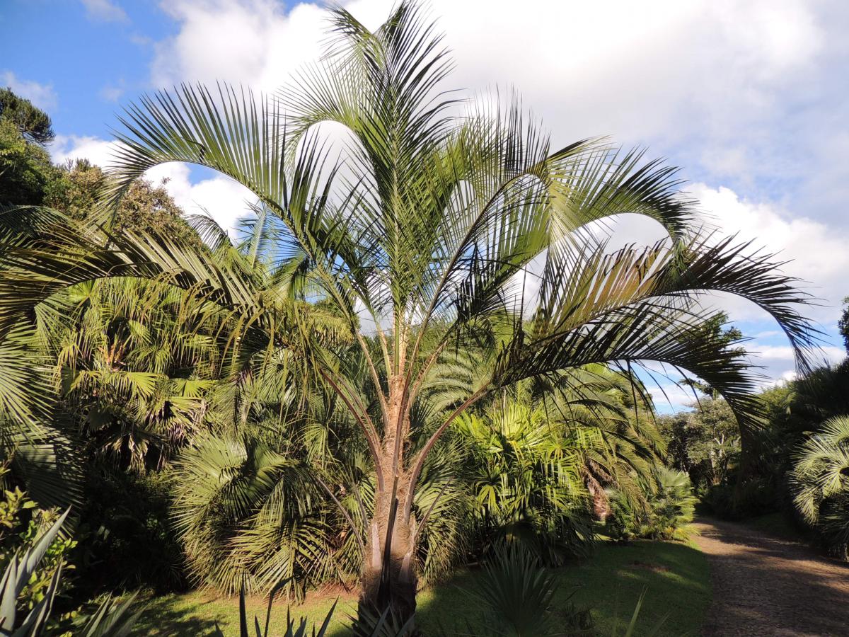 Butyagrus eriospatha - COLD HARDY PALMS - PalmTalk