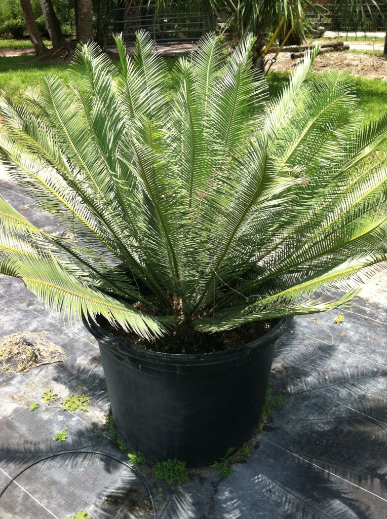 Dioon Edule Edule And Dioon Edule Var. Angustifolium - For Sale - Palmtalk