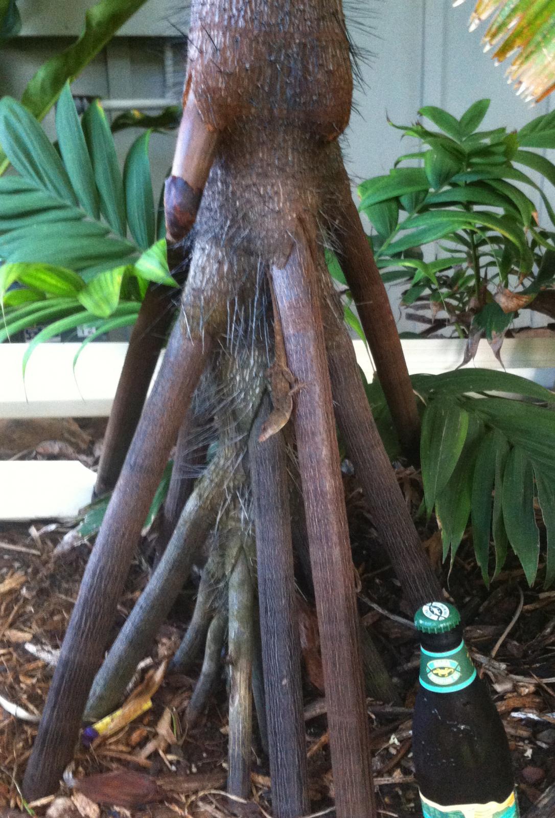 Stilt roots - DISCUSSING PALM TREES WORLDWIDE - PalmTalk