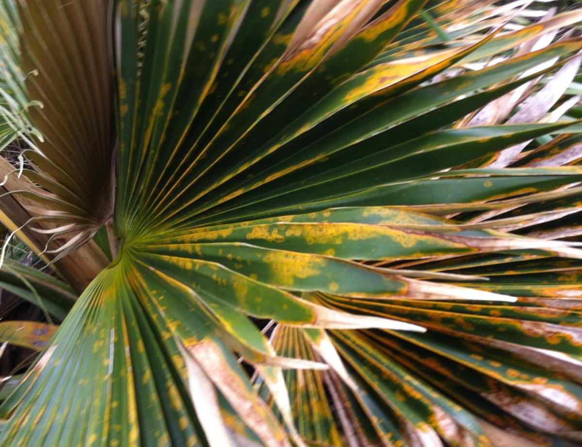 Sick Pritchardia. bakeri !!! - DISCUSSING PALM TREES WORLDWIDE - PalmTalk