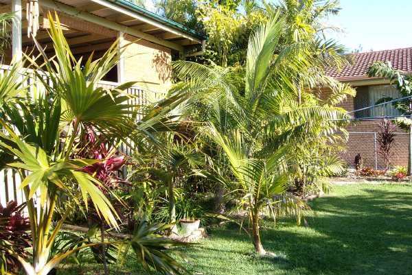 Around the garden - DISCUSSING PALM TREES WORLDWIDE - PalmTalk