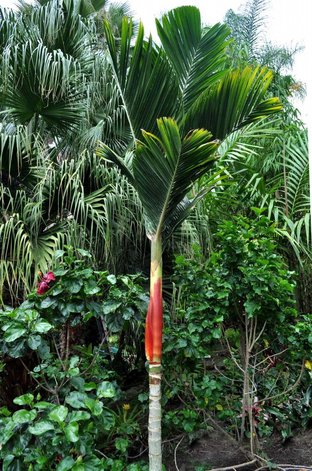 Red red Areca macrocalyx - DISCUSSING PALM TREES WORLDWIDE - PalmTalk