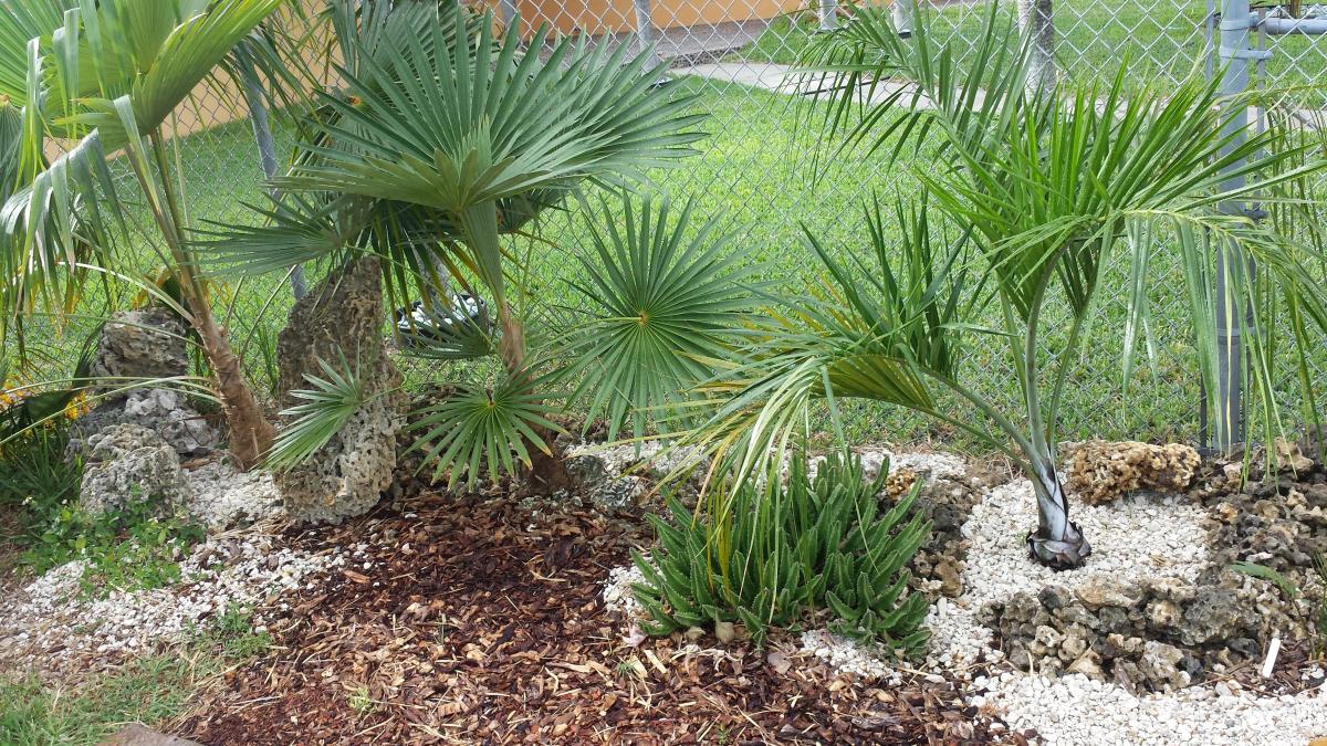 how-much-water-do-palm-trees-need