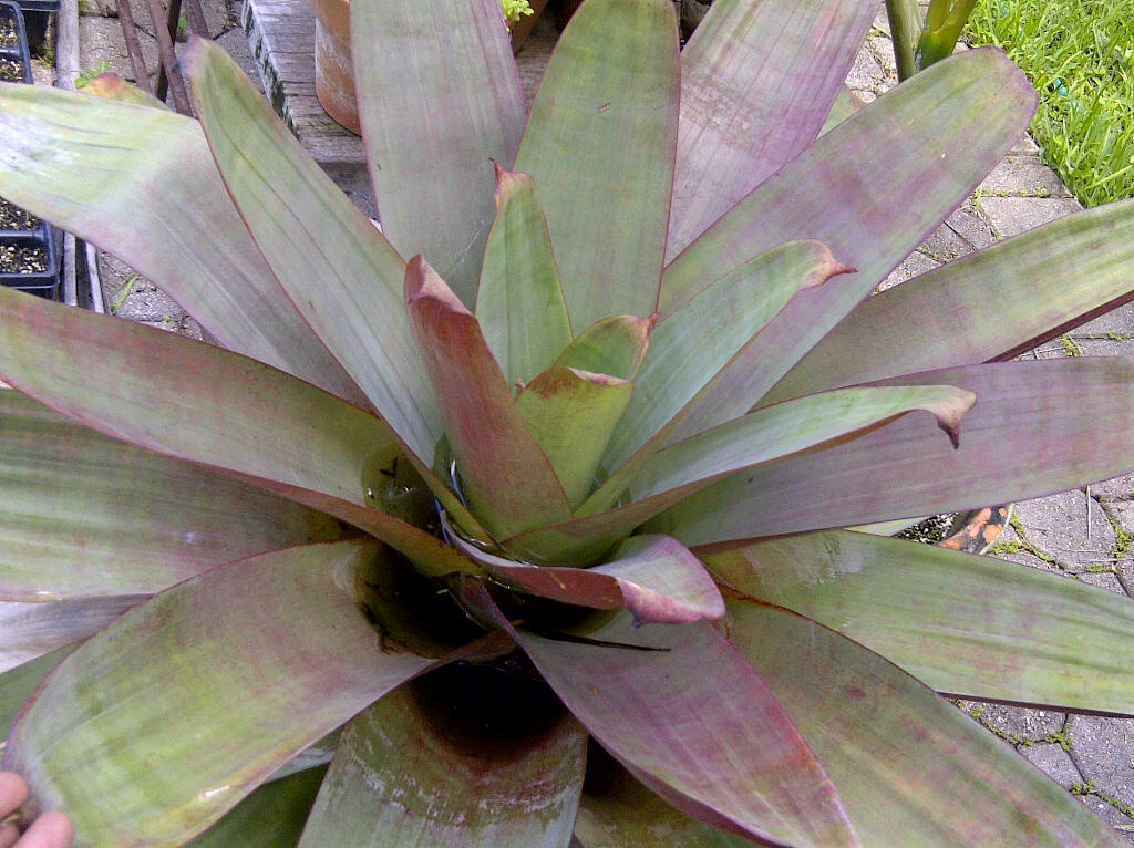 Imperial bromeliads for sale. - For Sale - PalmTalk