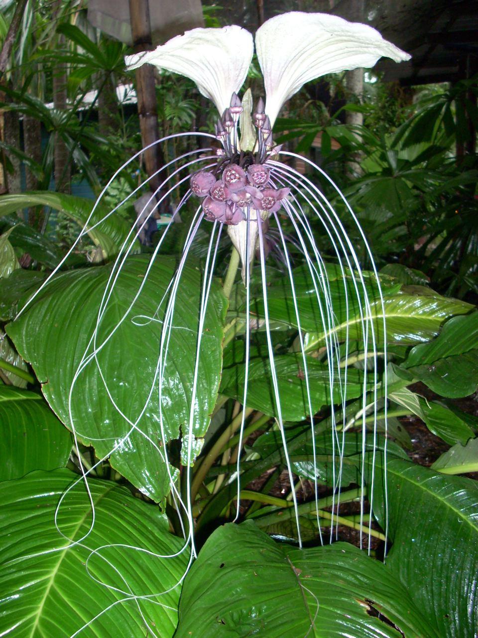 flowers bat plant tacca terrific plants aka than garden tropical palmtalk looking