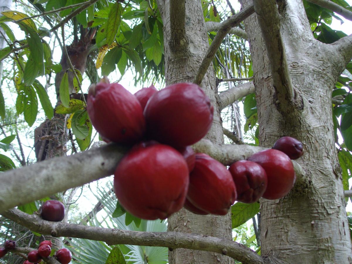 Syzygium Megacarpa Fruiting - Tropical Looking Plants - Other Than 