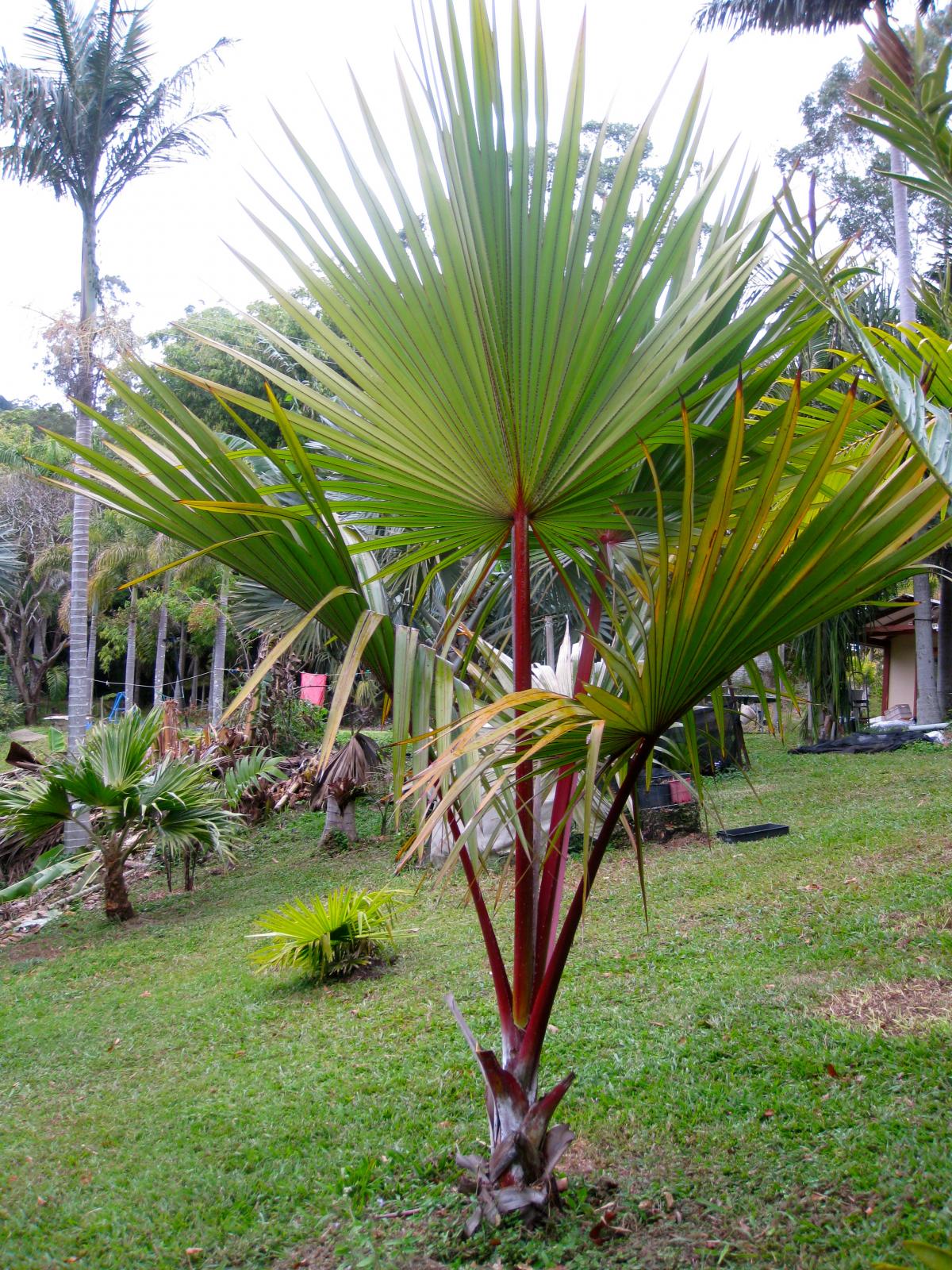 Red Red Latan - DISCUSSING PALM TREES WORLDWIDE - PalmTalk