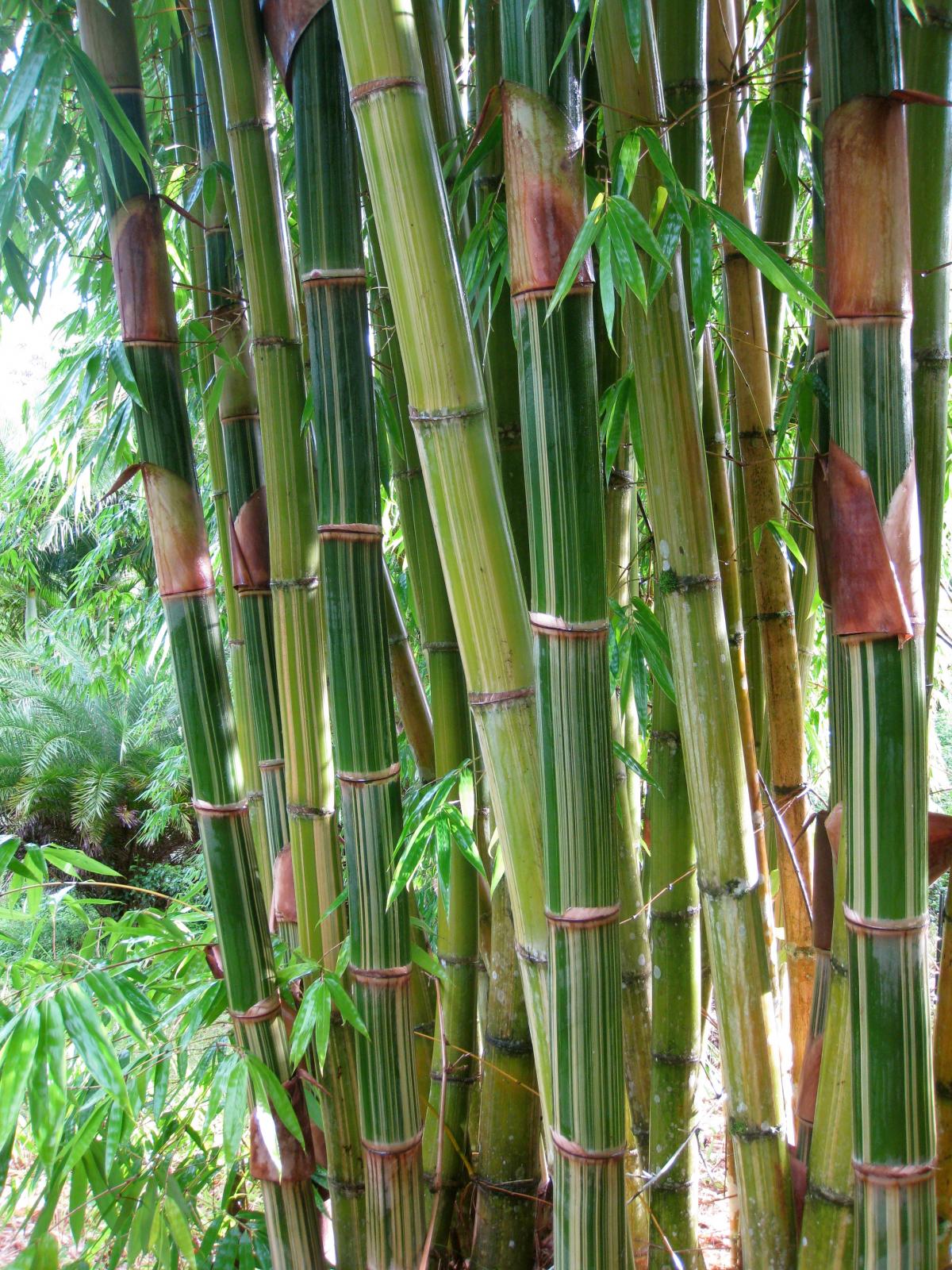 Gigantochloa robusta stripes - TROPICAL LOOKING PLANTS - Other Than ...