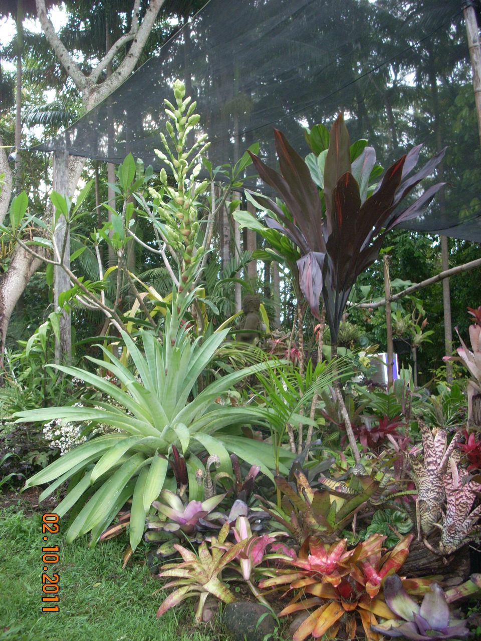 Alcantarea glaziouana in flower - TROPICAL LOOKING PLANTS - Other Than ...