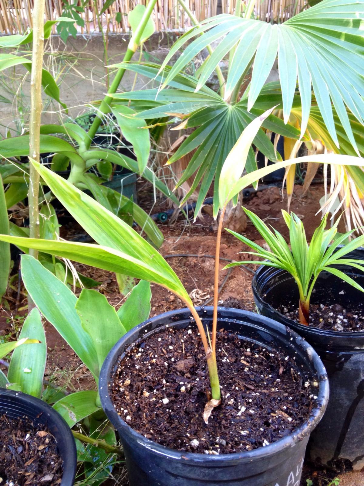 Seedling ID - DISCUSSING PALM TREES WORLDWIDE - PalmTalk