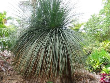 Blue grass trees - TROPICAL LOOKING PLANTS - Other Than Palms - PalmTalk