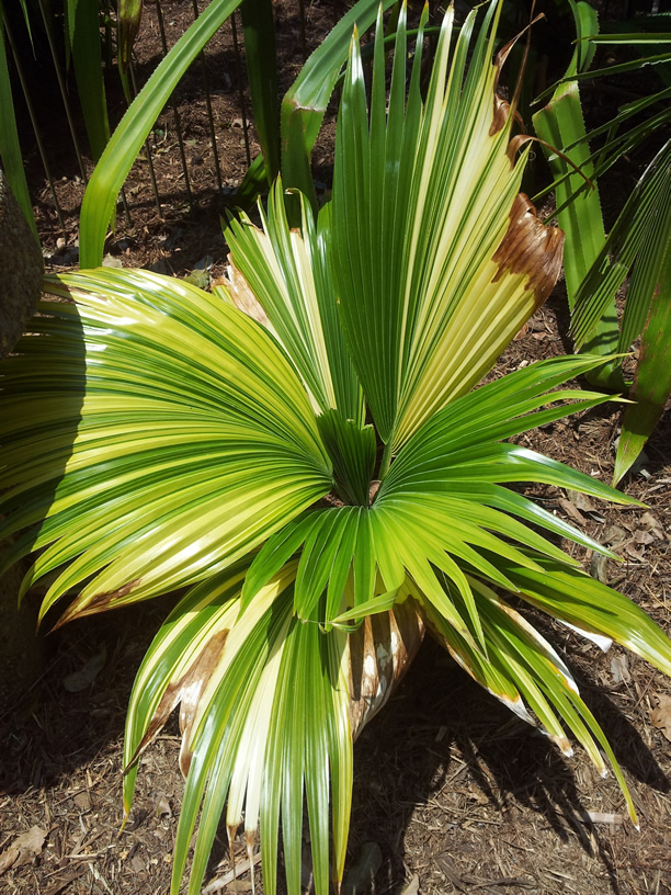 Variegated Pritchardia pacifica - DISCUSSING PALM TREES WORLDWIDE ...