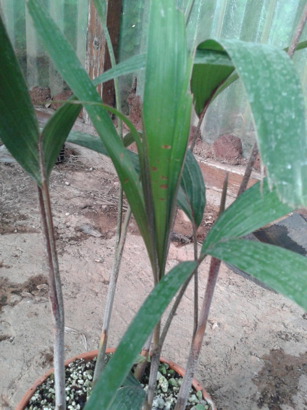 Foxtail Palm Babies, Wodyetia Bifurcata, 9 Tall From Soil in Grow