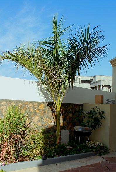 Whats the difference Between Royal Palm and Majesty Palm - DISCUSSING ...