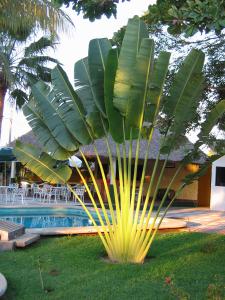 Understanding the Growth Rate of Travelers Palm: A Comprehensive Guide