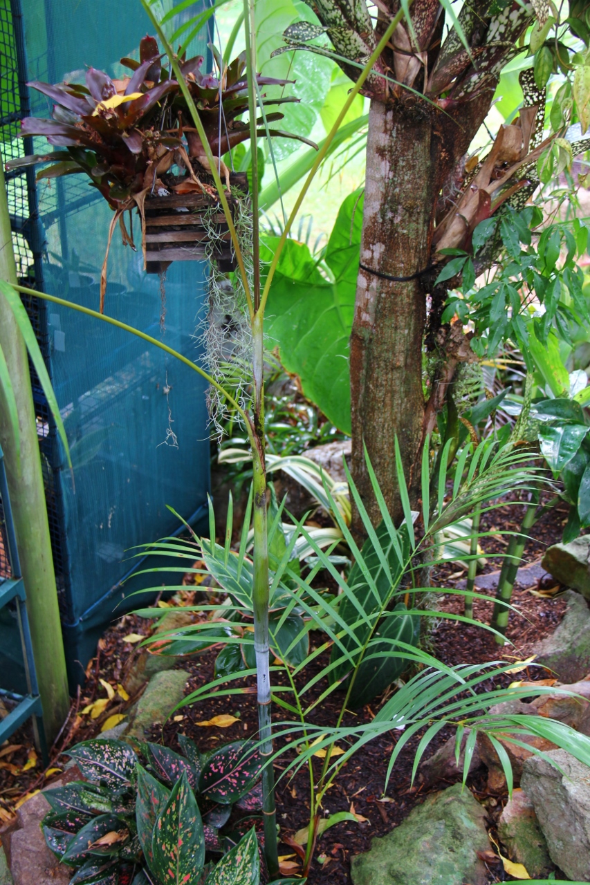 A Look At My Dypsis Collection - Discussing Palm Trees Worldwide - Palmtalk