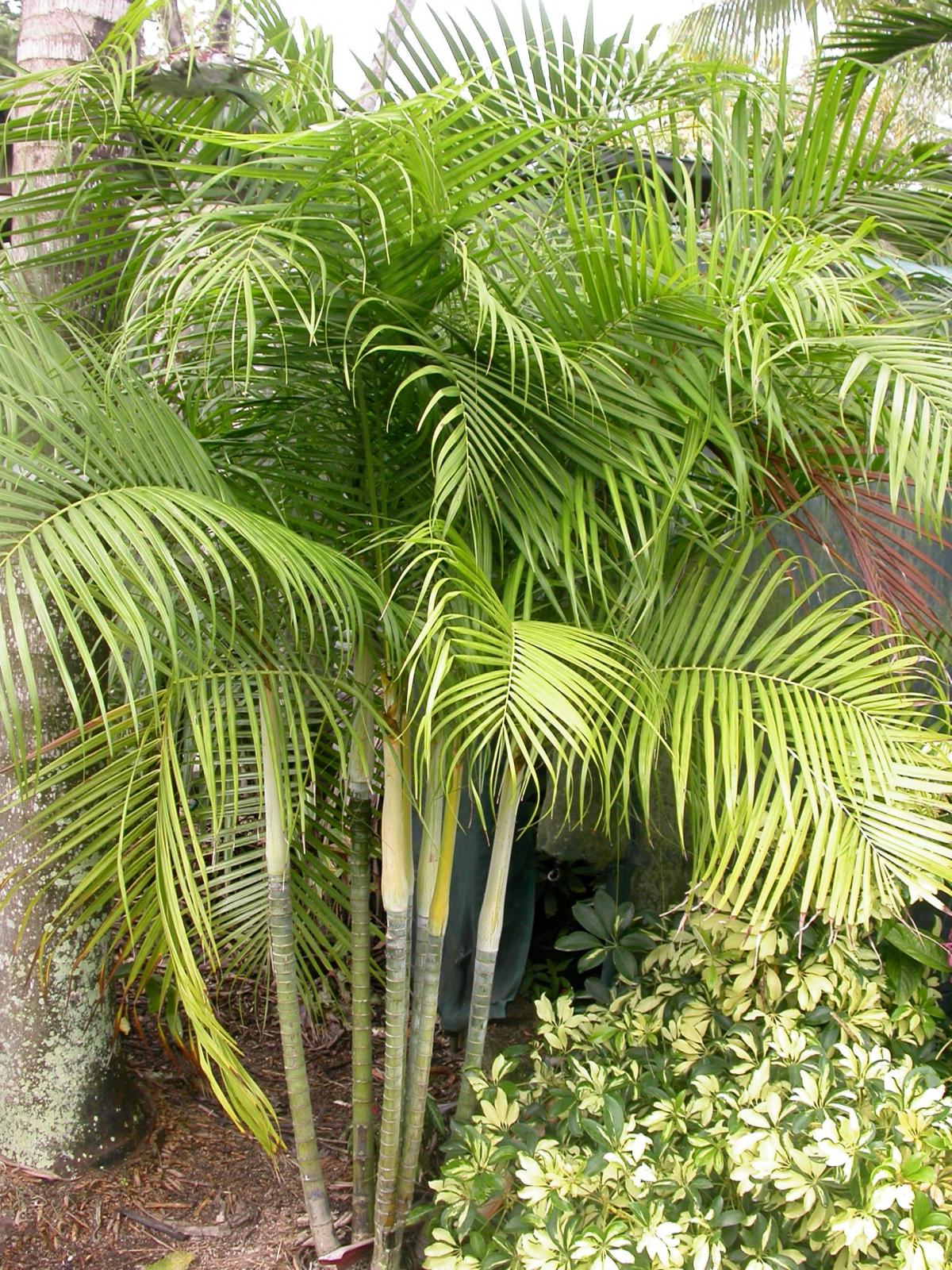 Dypsis baronii - show us some pictures - DISCUSSING PALM TREES ...