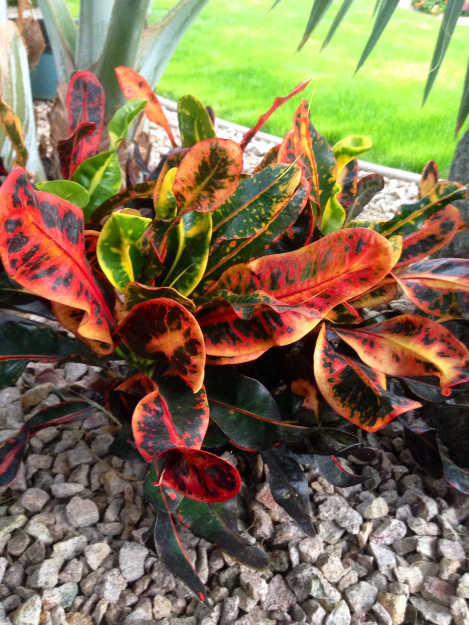 Crotons in the Desert, Arizona - TROPICAL LOOKING PLANTS - Other Than ...