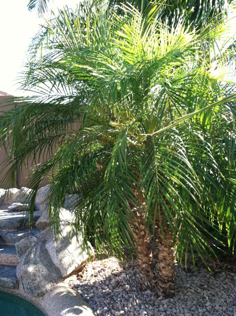 Arizona Palms - DISCUSSING PALM TREES WORLDWIDE - PalmTalk