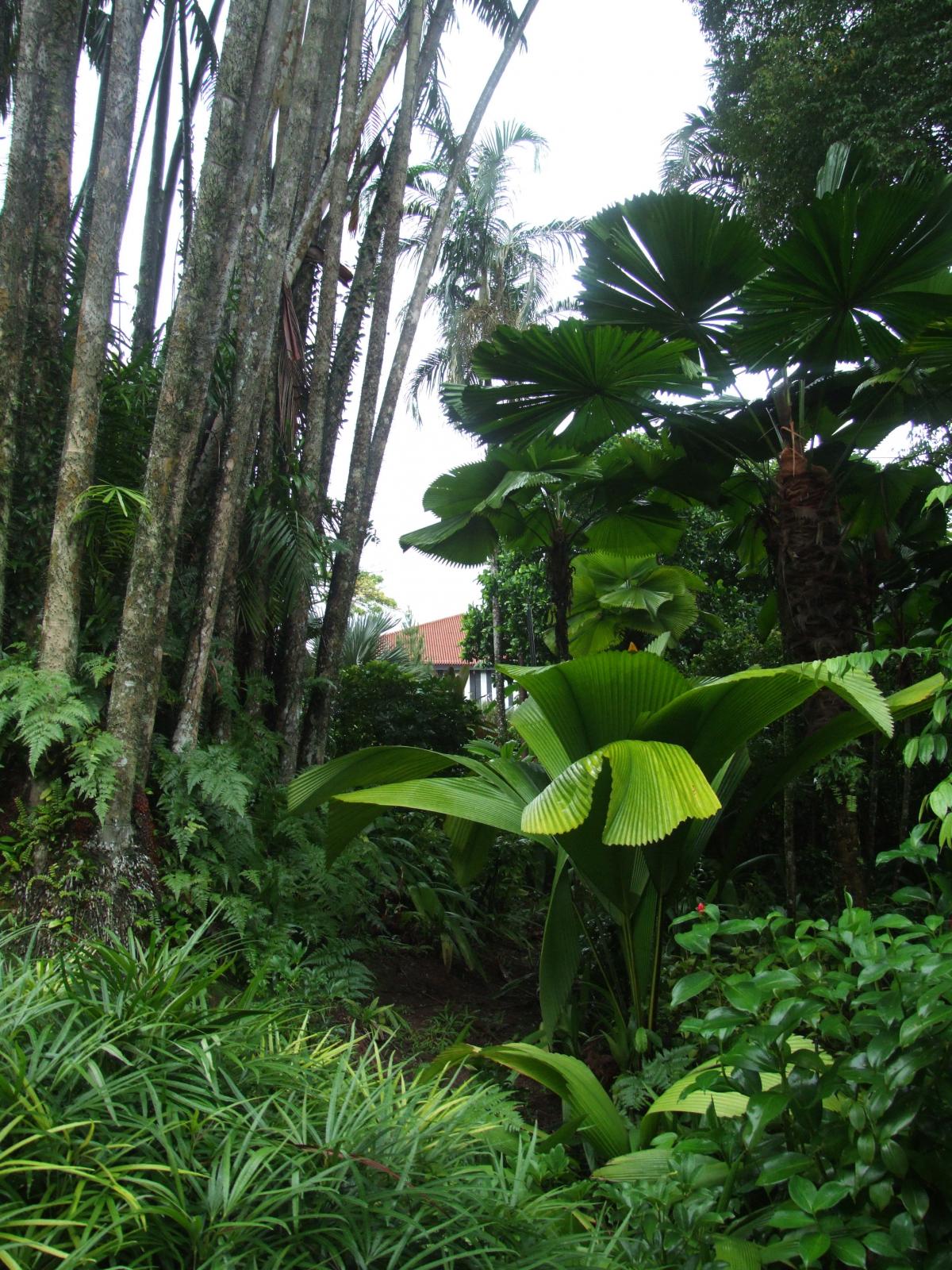 palms in Singapore Botanic Garden - DISCUSSING PALM TREES WORLDWIDE ...