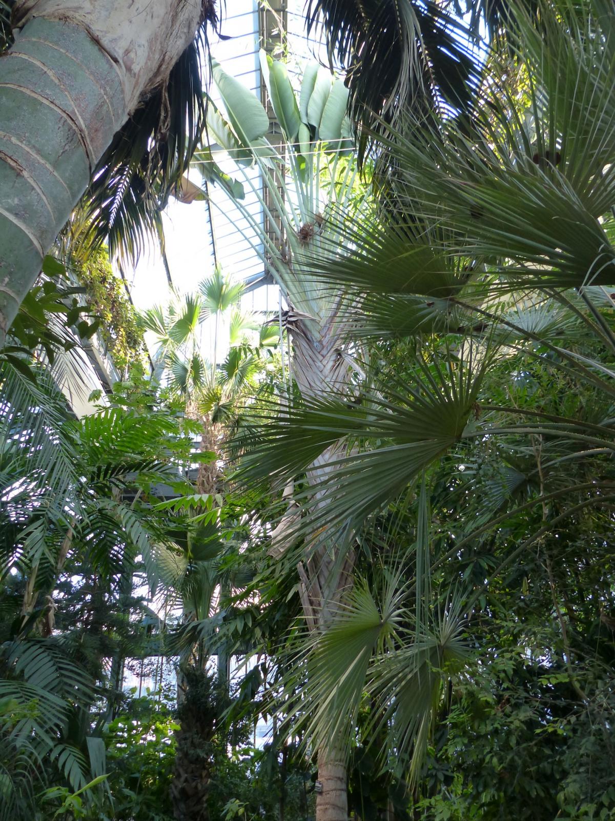 Palms in Lyon - DISCUSSING PALM TREES WORLDWIDE - PalmTalk