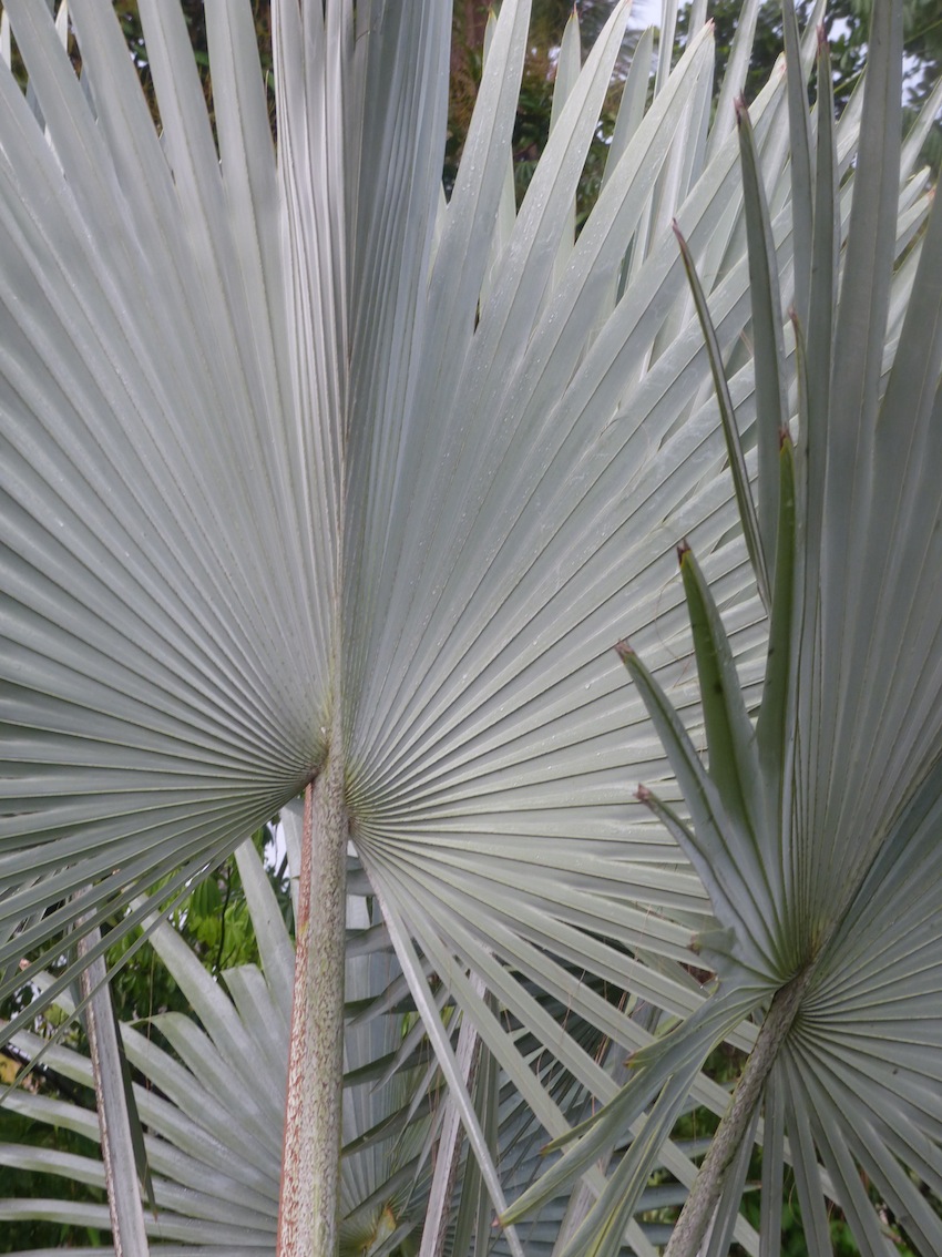 Bismarckia In Evening Garden Discussing Palm Trees Worldwide Palmtalk 9804