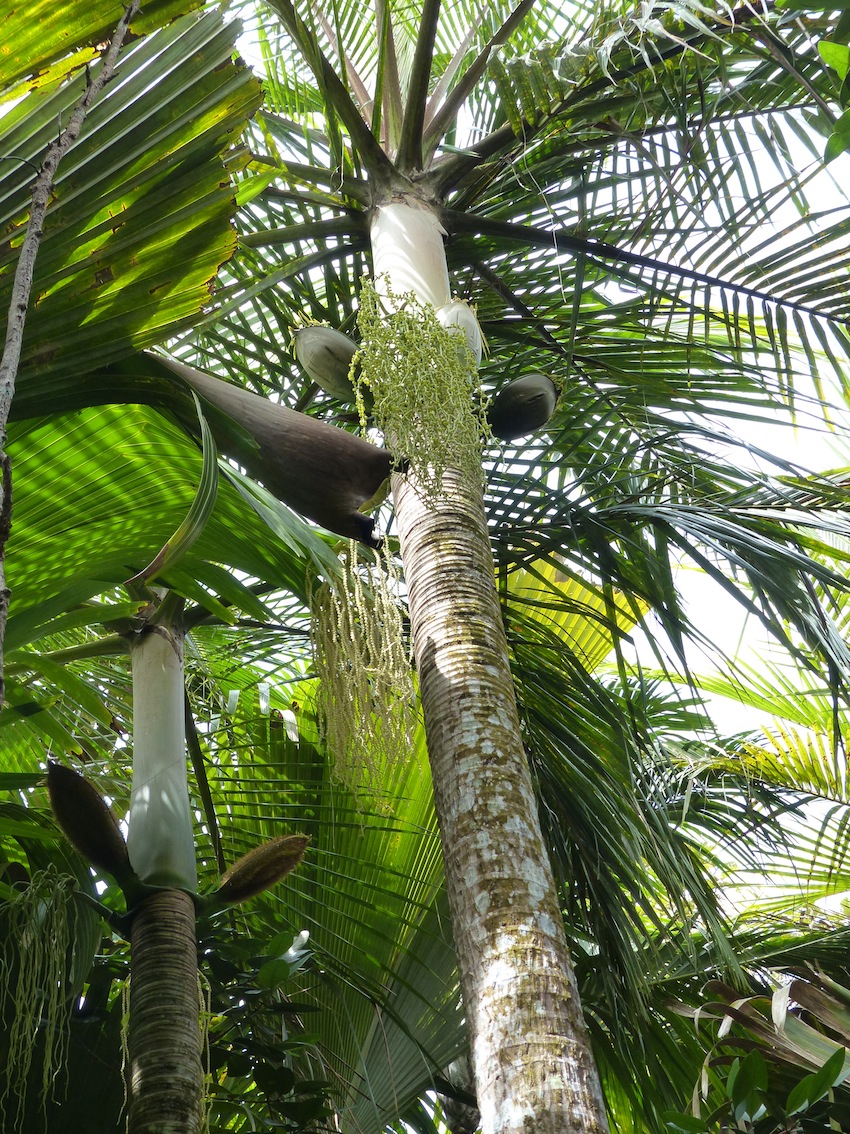 Deckenia nobilis in habitat - DISCUSSING PALM TREES WORLDWIDE - PalmTalk