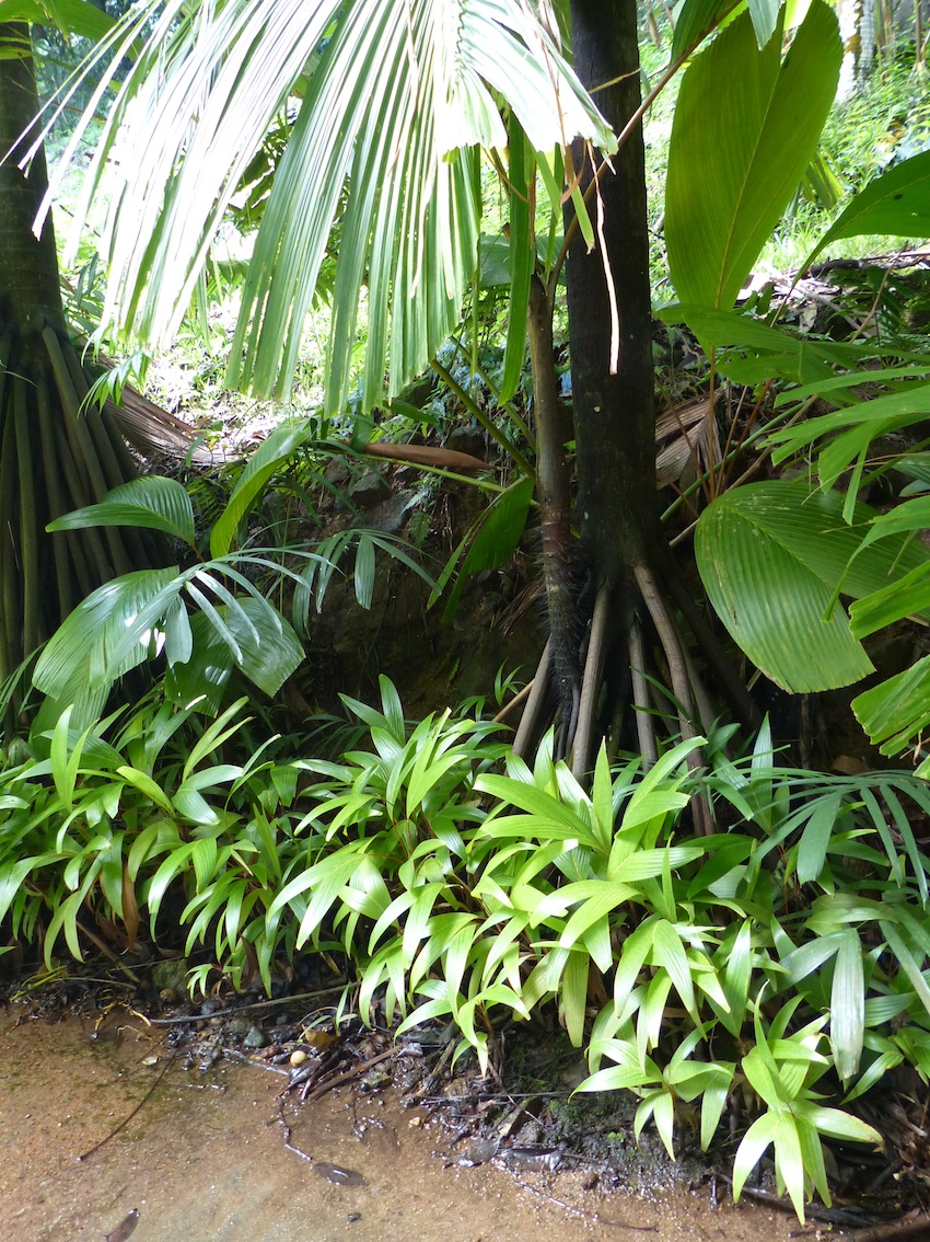 Mont Fleuri Botanic garden, Victoria, Mahé, Seychelles - DISCUSSING ...