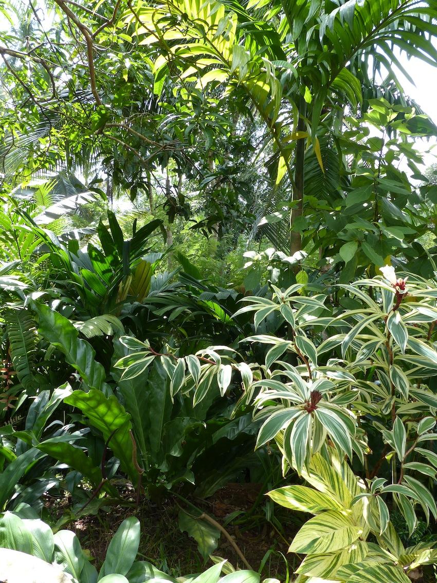 Costus speciosus 'variegated' - TROPICAL LOOKING PLANTS - Other Than ...