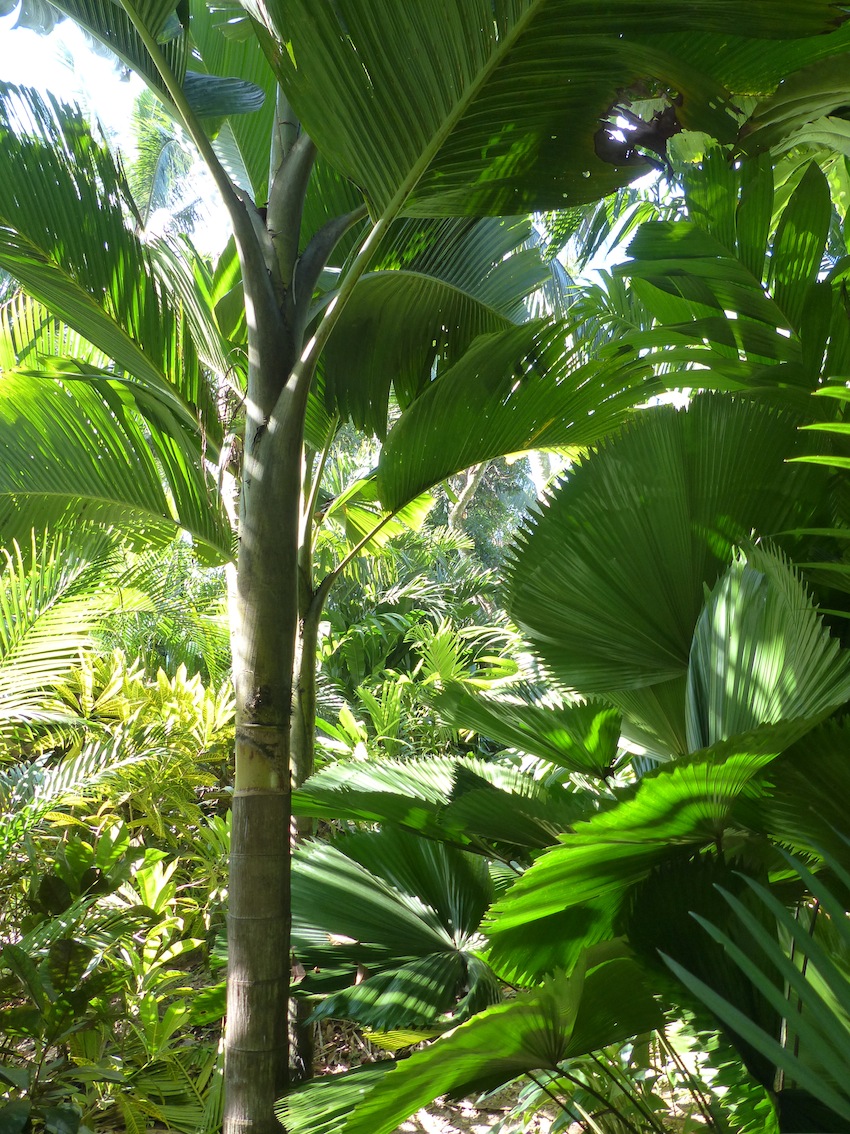 Verschaffeltia splendida in first garden Update - DISCUSSING PALM TREES ...