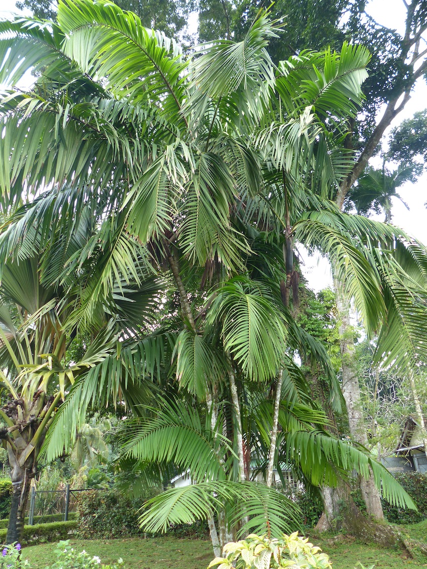 Oenocarpus mapora - DISCUSSING PALM TREES WORLDWIDE - PalmTalk