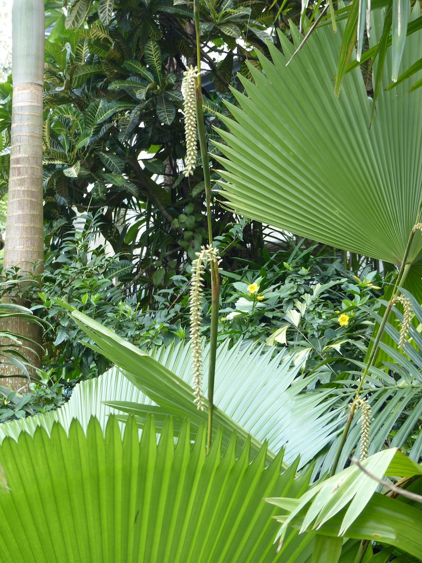 Samarakoon's garden in Peradeniya - Kandy (update) - DISCUSSING PALM ...