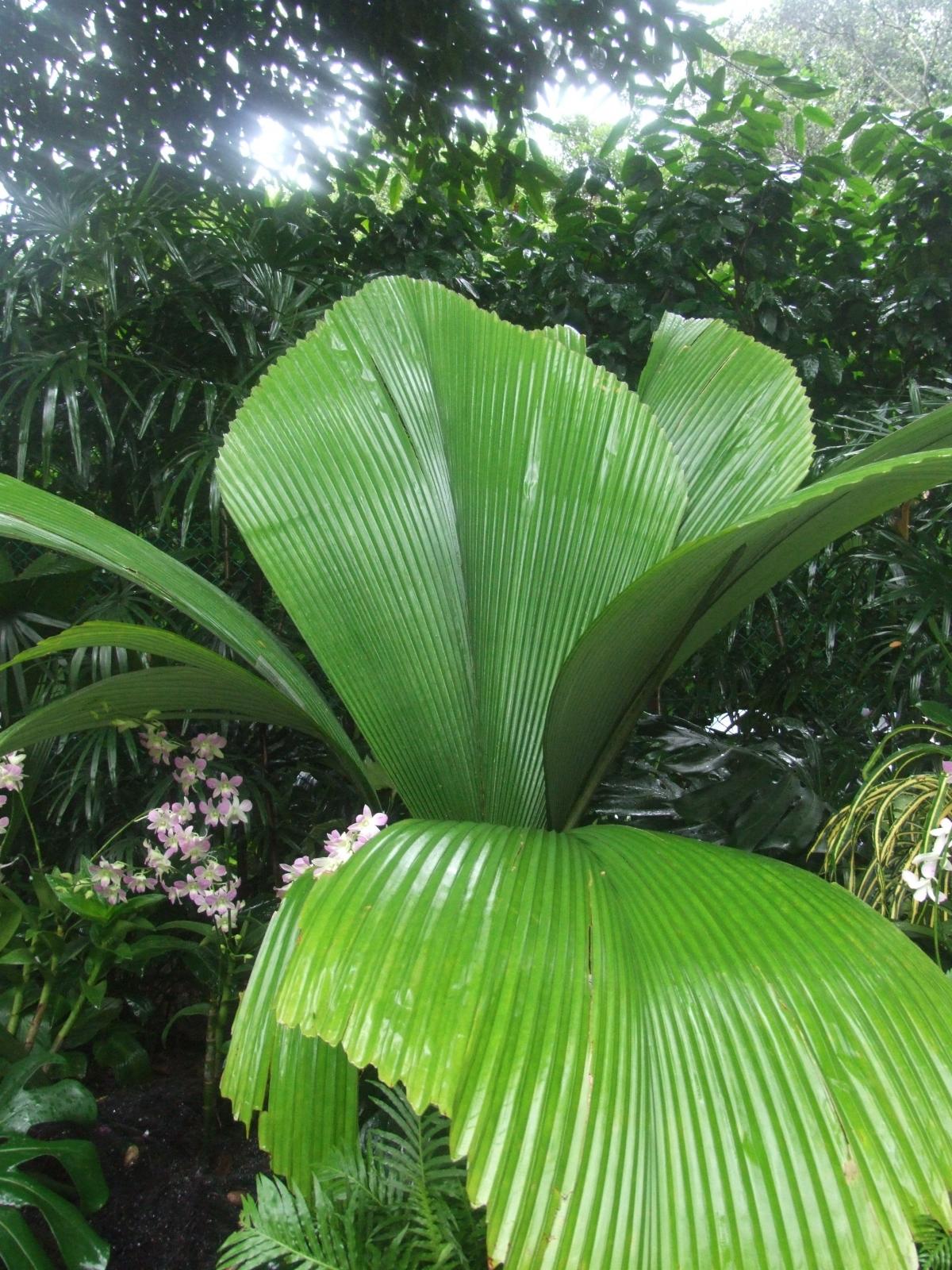 palms in Singapore Botanic Garden - DISCUSSING PALM TREES WORLDWIDE ...