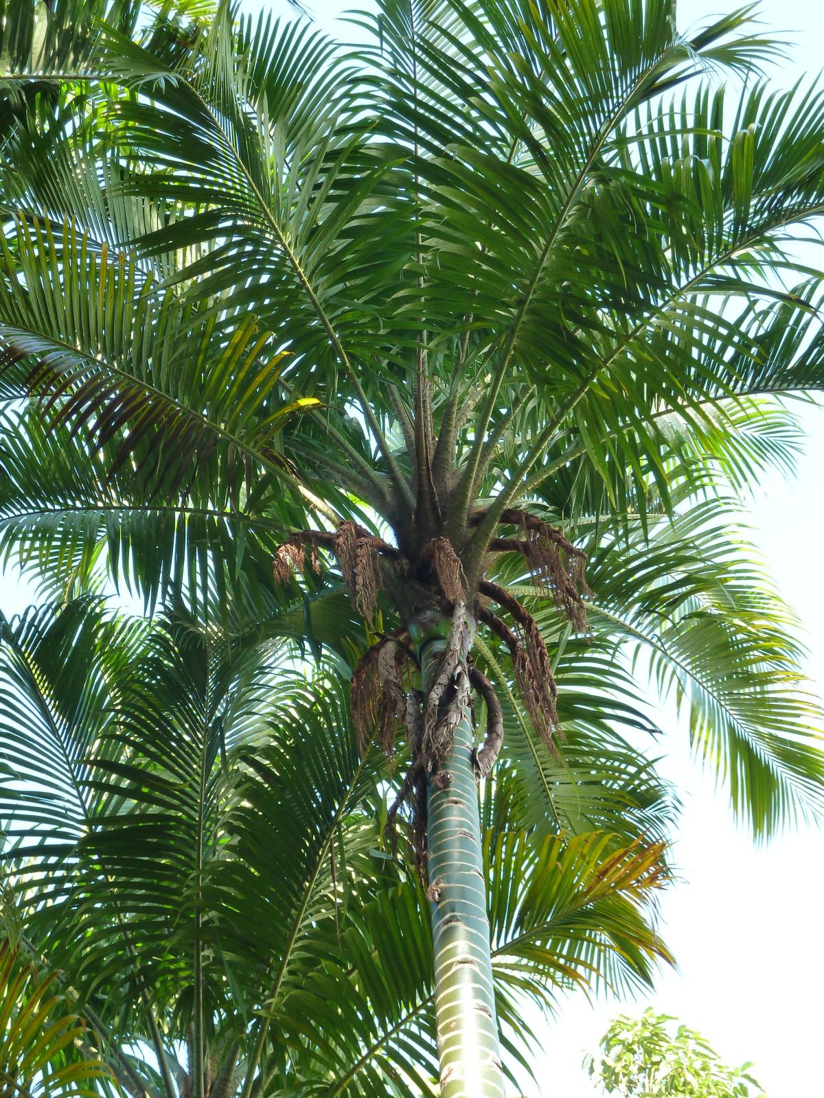 Sulawesi, Palm ID????? - DISCUSSING PALM TREES WORLDWIDE - PalmTalk