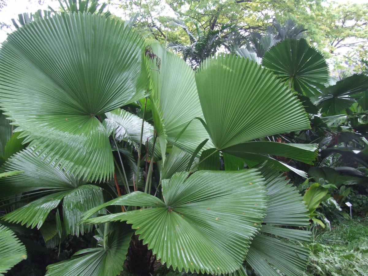 palms in Singapore Botanic Garden - DISCUSSING PALM TREES WORLDWIDE ...