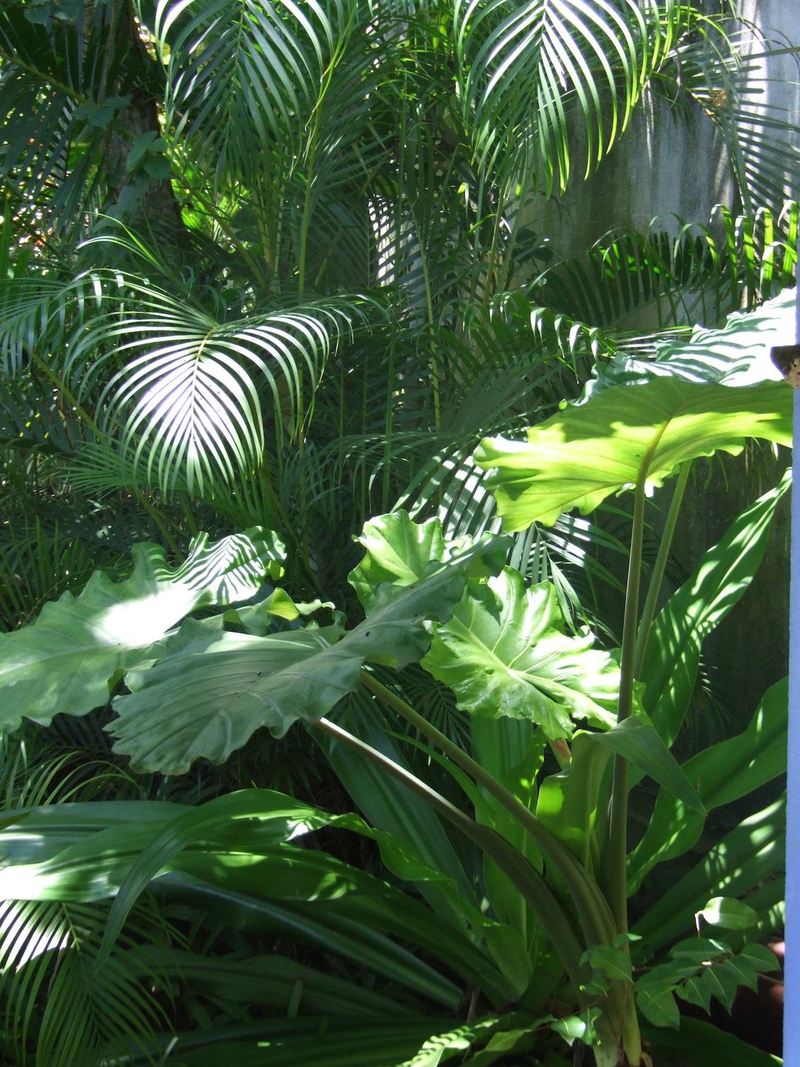 beginner's tropical garden - DISCUSSING PALM TREES WORLDWIDE - PalmTalk