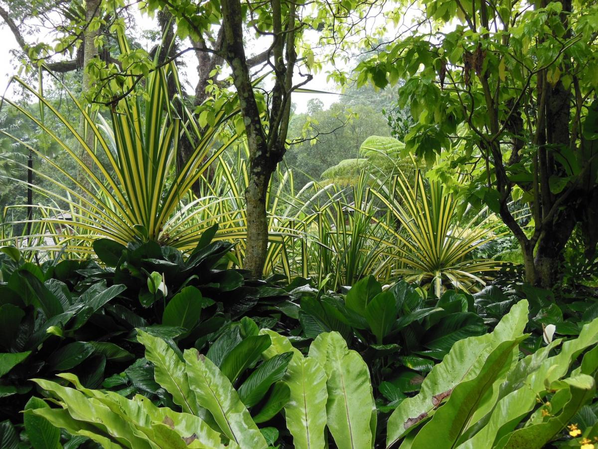 do you grow Pandanus? - TROPICAL LOOKING PLANTS - Other Than Palms ...