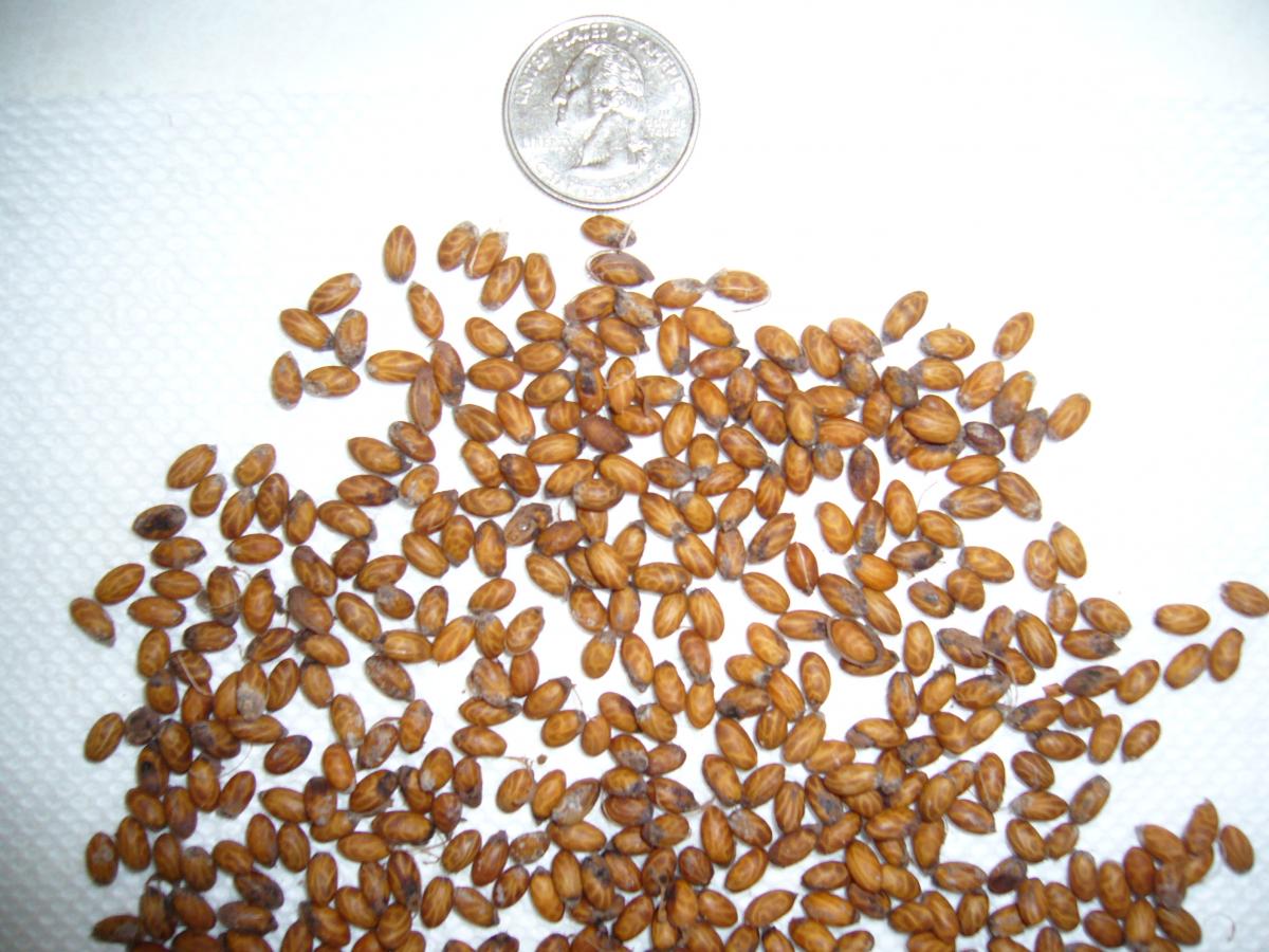 Palm Seeds for Sale - For Sale - PalmTalk