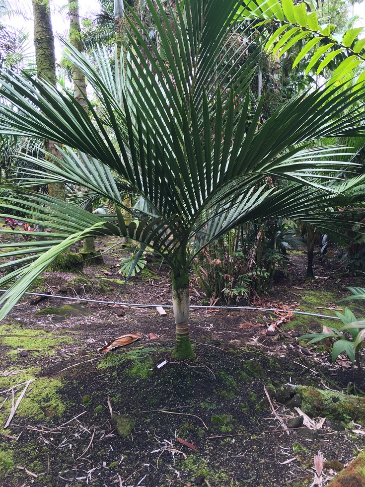 Floribunda Palms and Exotics - DISCUSSING PALM TREES WORLDWIDE - PalmTalk